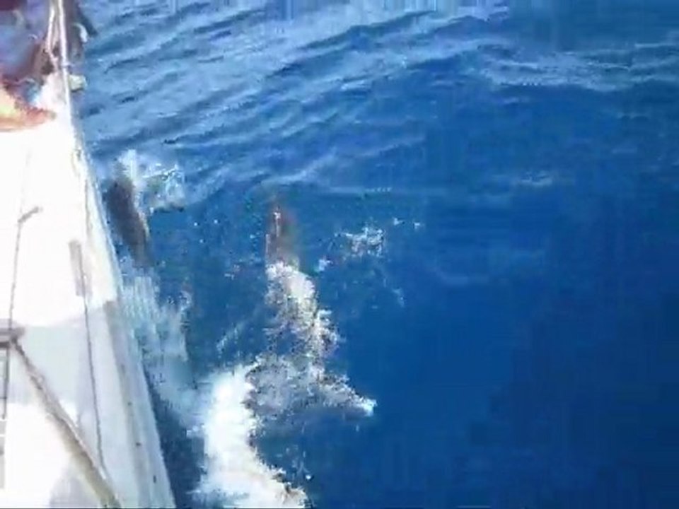Dauphin.wmv