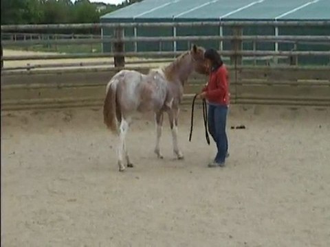 Les Crins Verts élevage pouliche Paint Horse