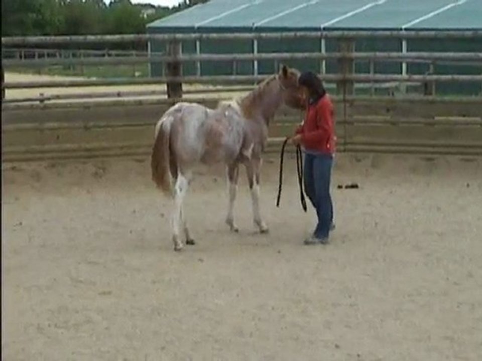 Les Crins Verts élevage pouliche Paint Horse