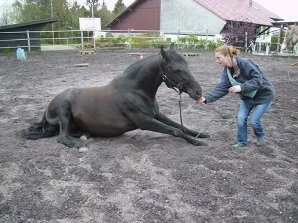 Safran, Tempête et Zora