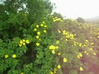 kavak-bizim memleket