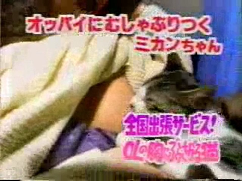 kedi meme
