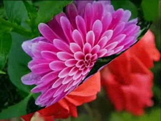 [stran] Ibrahim Rojhilat - Sare