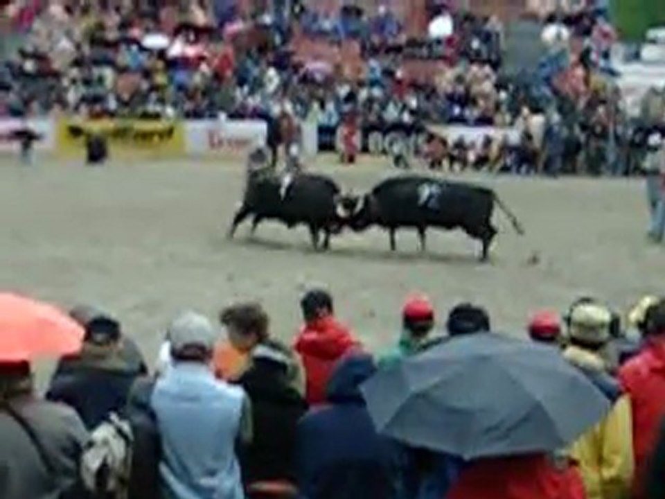 on va voir les vaches!!!