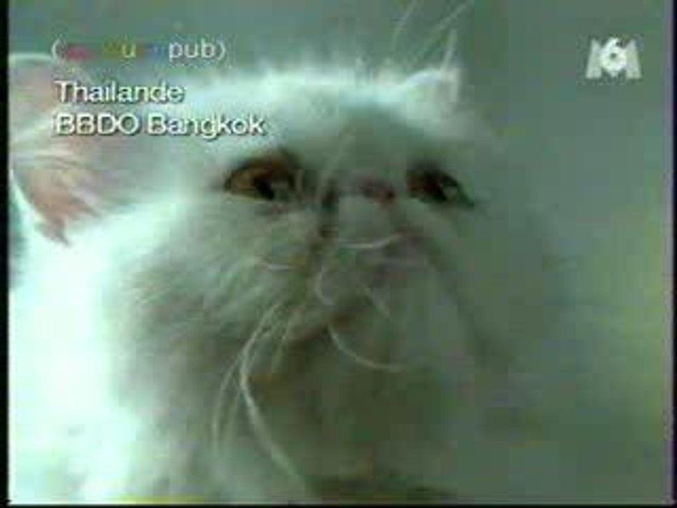 Chat_balon