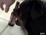 Un cane pazzo per la birra