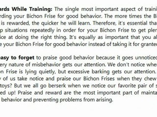 Why you should Train your Bichon Frise