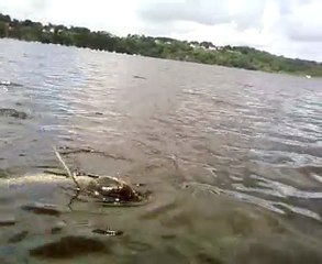 combat silure eguzon