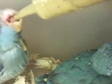 Pacific Parrotlets Cobalt & Blue During Hand Feeding