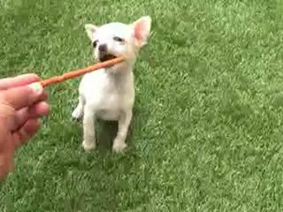 Video Cachorro chihuahua Blanco Mini Toy