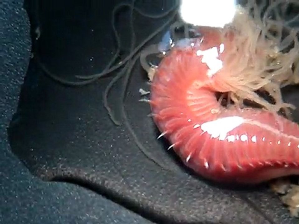 Magnifique animal