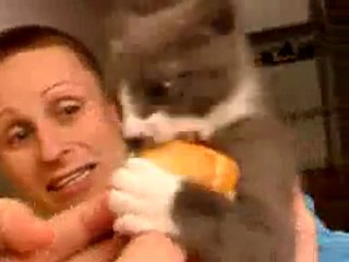 Chaton affamé
