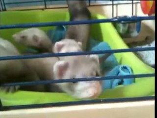 Bébés Furet