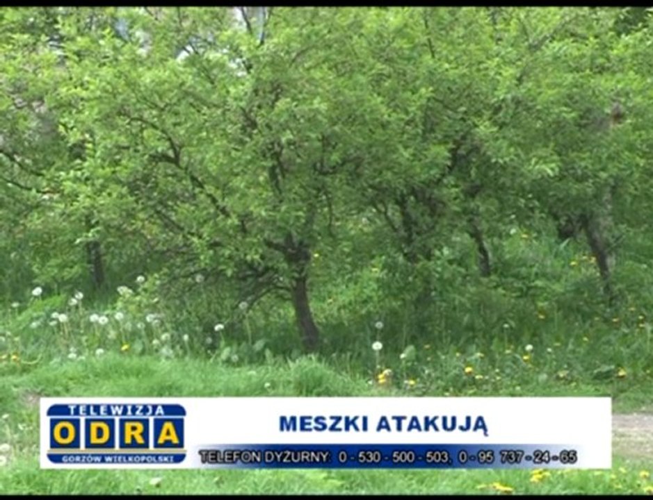 Gorzów: Meszki atakują