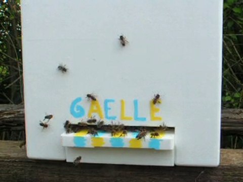 ESSAIMS 2010 RUCHE POLYSTYRÈNE DADANT 6 CADRES ELEVAGE