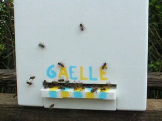 ESSAIMS 2010 RUCHE POLYSTYRÈNE DADANT 6 CADRES ELEVAGE