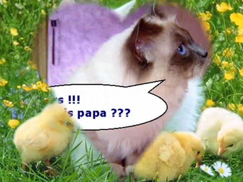 VIDEO SUR LES CHATS