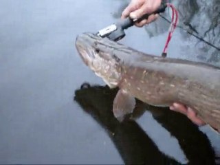 Pêche aux brochet,ouverture 2010,lac de l'yonne.