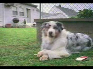 efkarlı köpek Ramazan xd