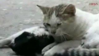 Un chat essaye de sauver son compagnon