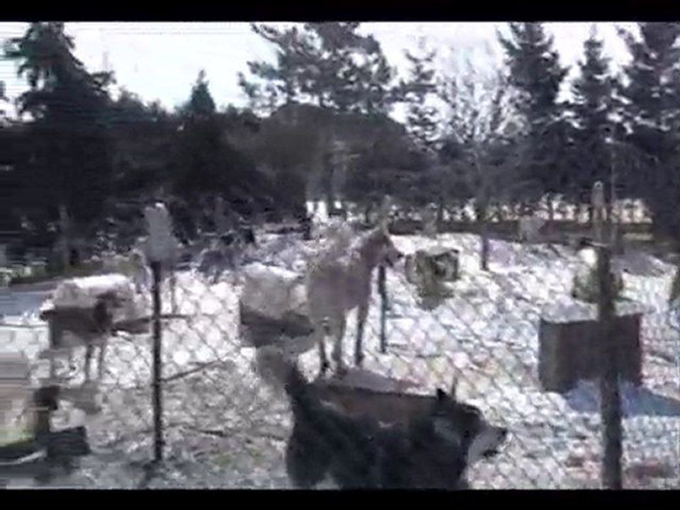 chien de traineau hiver  2010