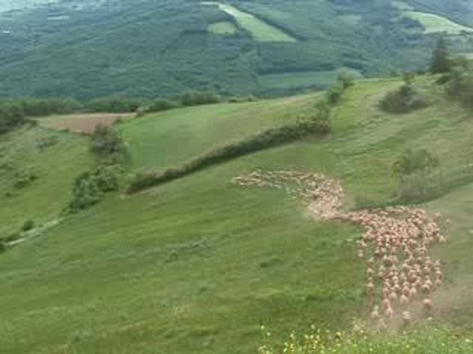 brebis en routes vers les prés