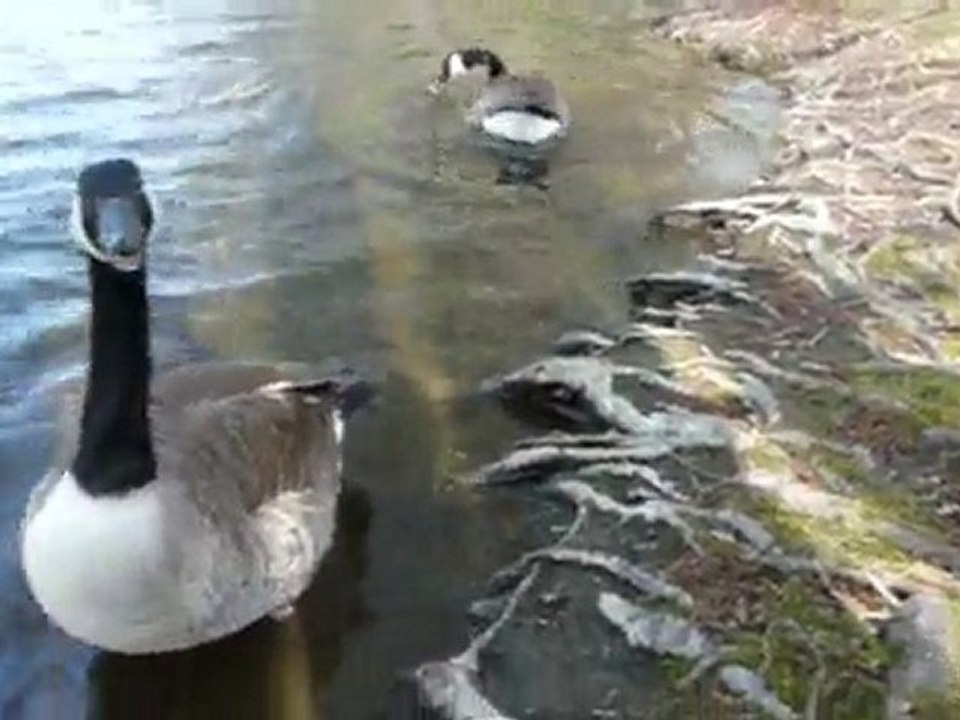 Oies-St Eloy les Mines (Puy de Dôme)
