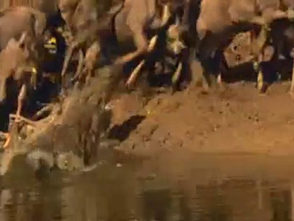 Attaque spectaculaire du crocodile du nil