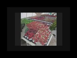 GARDEN CENTERS BUFFALO NEW YORK NY,GARDEN, CENTERS, ...