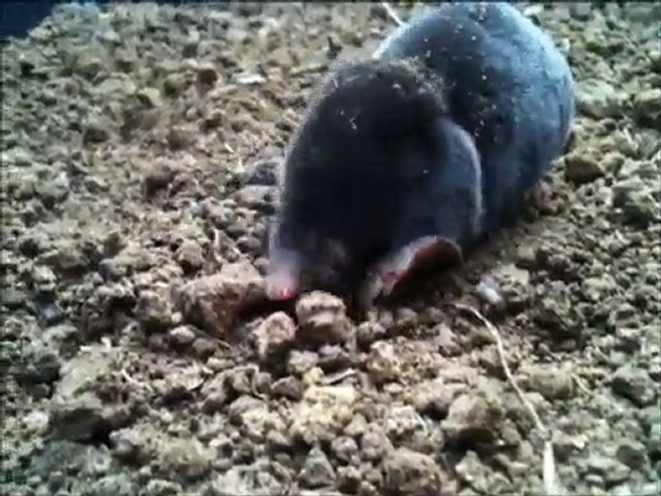 Le Festin d'une petite Taupe