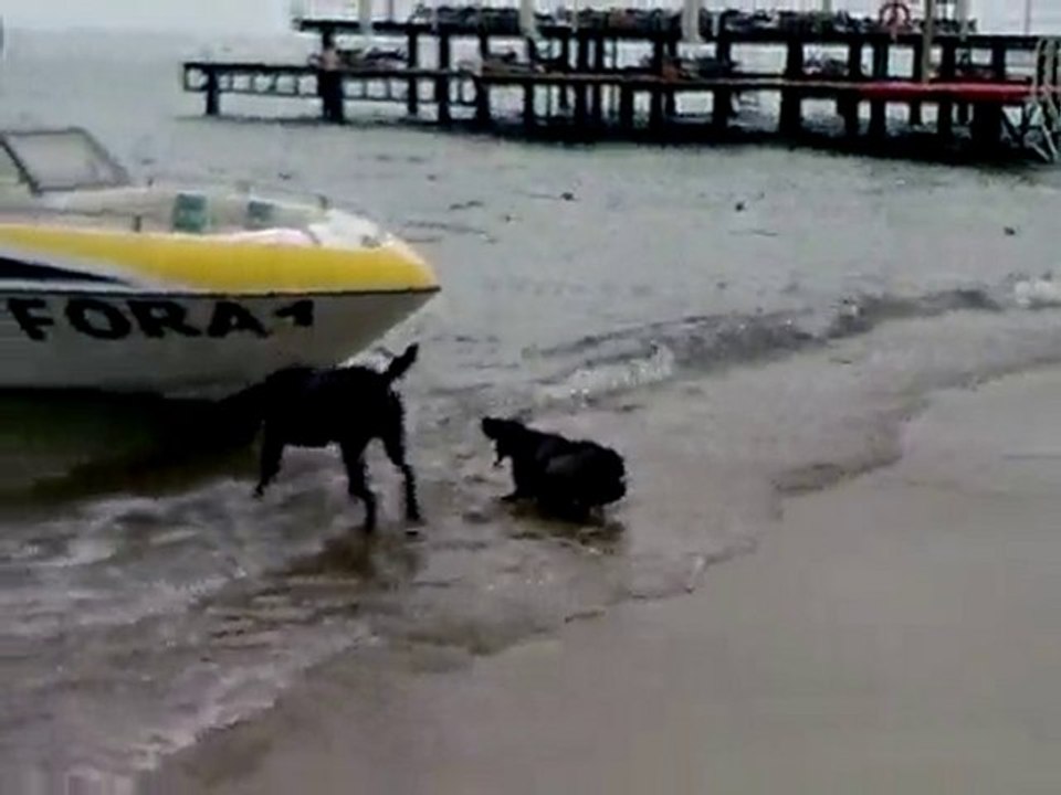 drahthaar tank von hasenpfad tekne cekiyor ,1700 kg lik boat