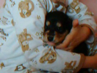 Fuchs 4 semaines 1/2