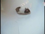 Syrian Hamster bathtub playtime! on The Daily Squeak