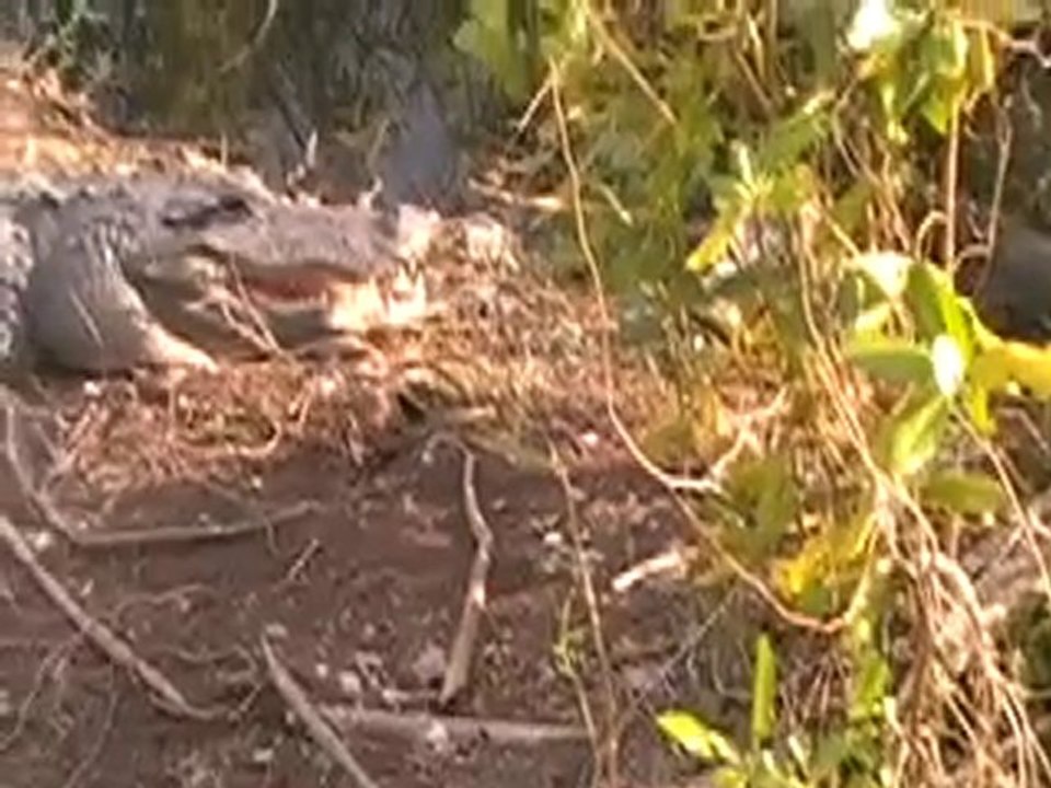 Everglades-  Big gators  - Big birds
