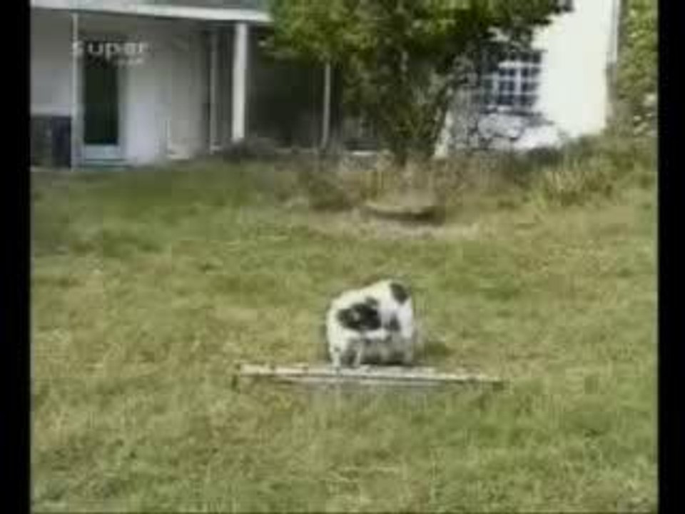 chien vs chèvre