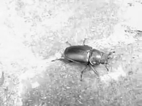 Marcel Kanche Vigiles de l'aube Album en chantier