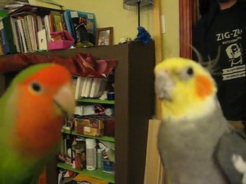 Quicky l'inséparable en amour avec Shu-Su le cockatiel
