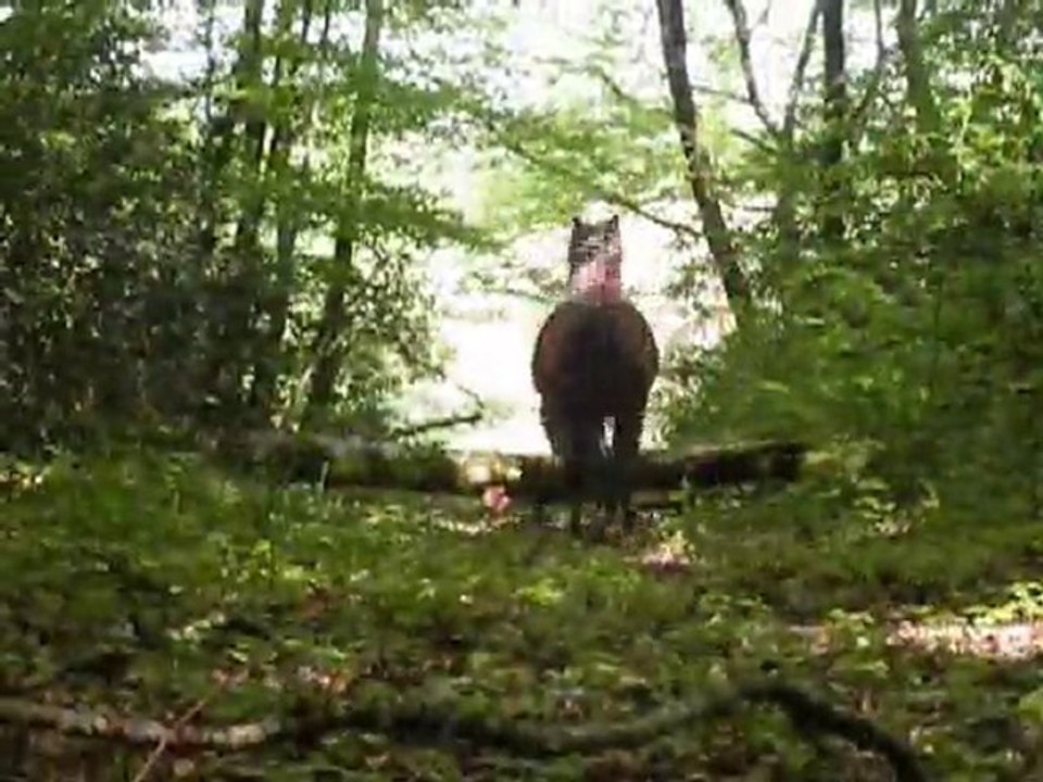 saph balade lib 10 mai 2010