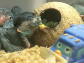 Parrotlets For Sale - Blue Parrotlet & More WILL SHIP