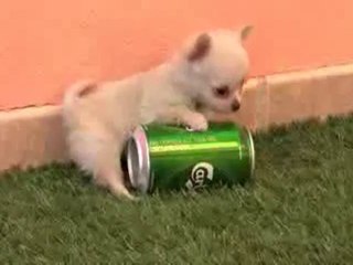 Cachorro chihuahua mini toy enano