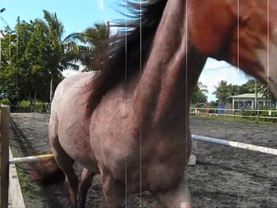 Uccello