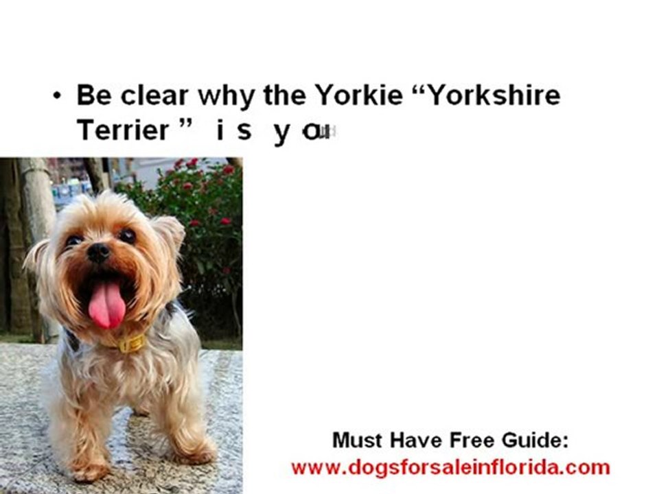 Yorkie for Sale Florida-Buyer's Guide
