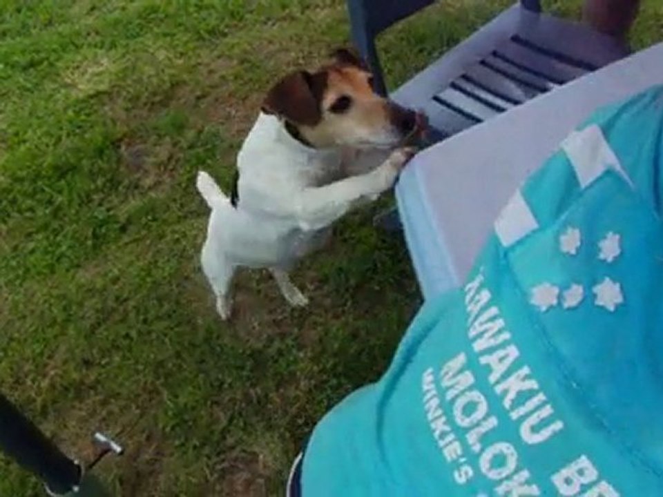 chiots jack russel de darwin a 12 jours