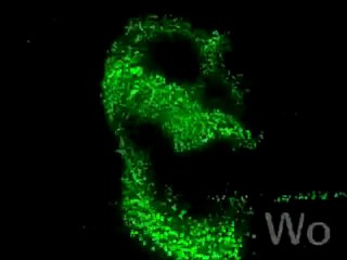 after effect animation en fonction du son