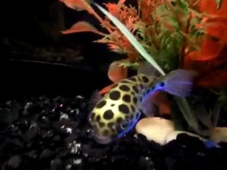 green spotted puffer