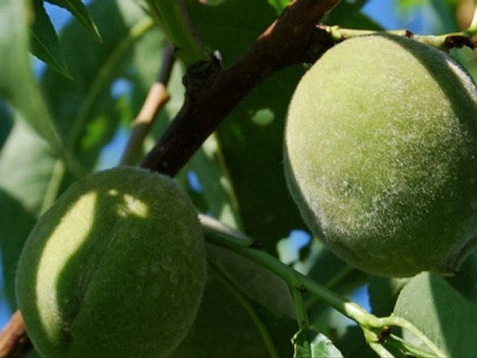 LUMINITA SOARE-QUINCE OF STONE- SONGCONTEST 2010 ARM.