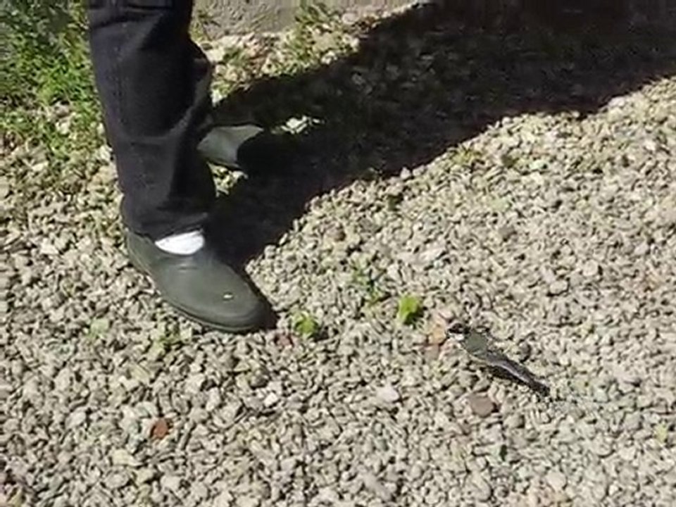 Mésange qui vient sur le pied