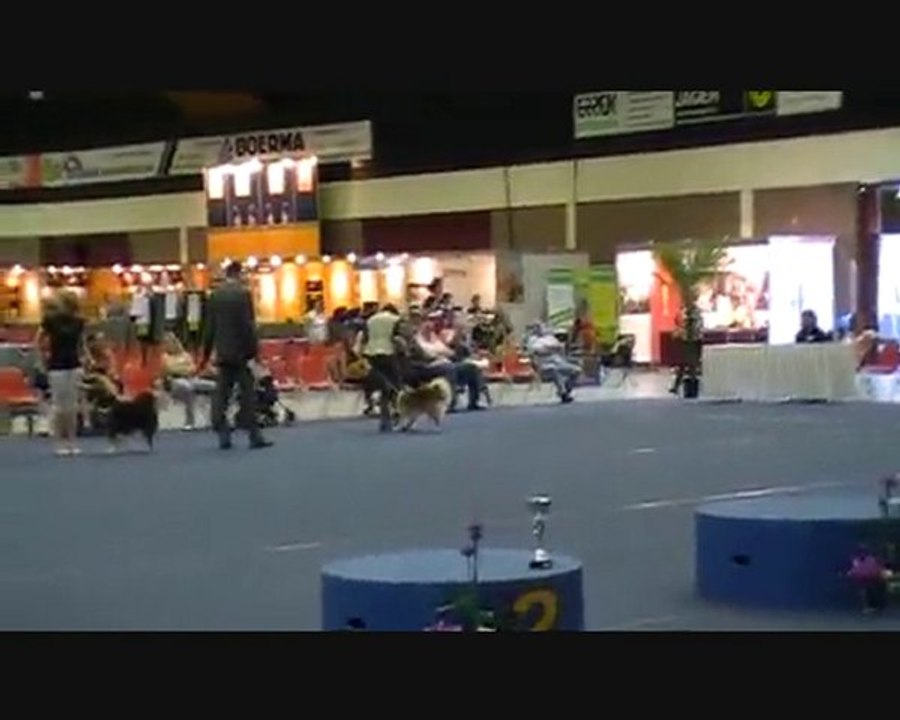 Dog Show Arnhem  Multi BIPS Kinuk's Ice Man BOG 3