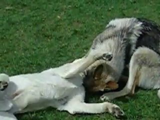 Loulou adore se faire bouffer!