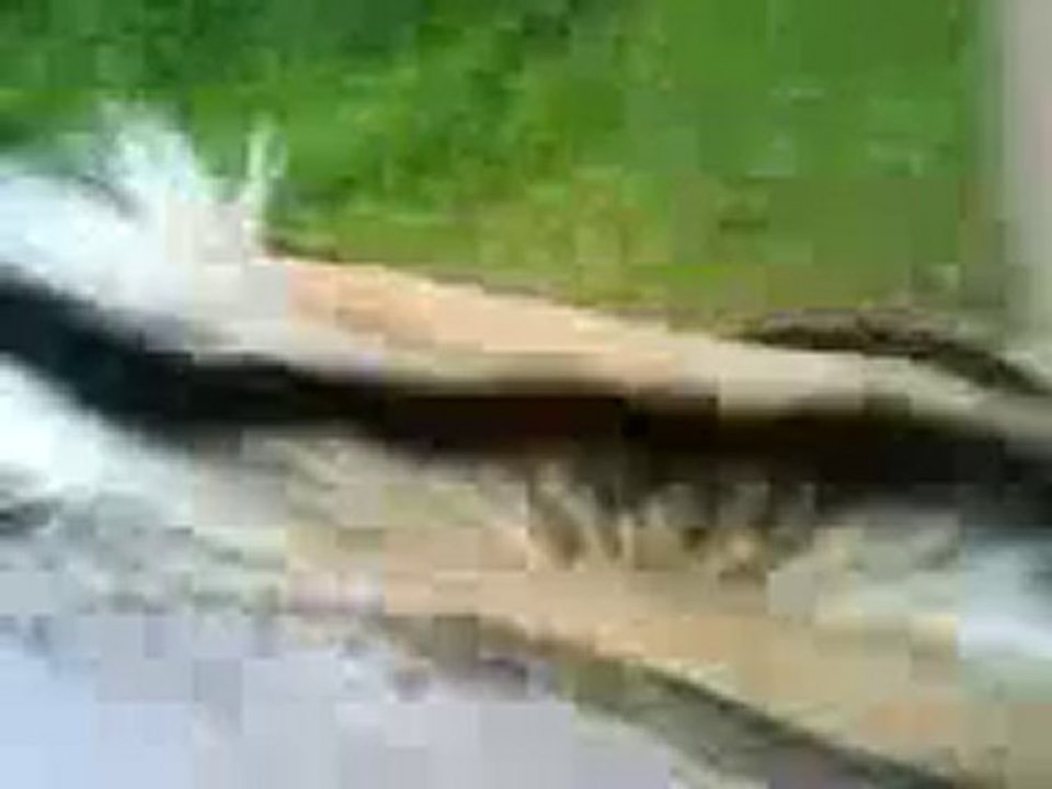 Rocco au trot